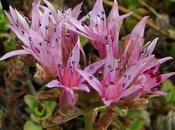 Sedum rose