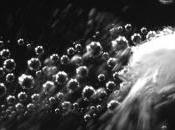 PLAIES HÉMORRAGIQUES: poudre automotrice capable délivrer coagulants Science Advances