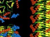 CREUTZFELDT-JAKOB: créent prions artificiels PLoS Pathogens