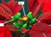 Conserver longtemps votre Poinsettia