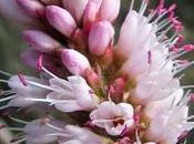 Accomodat terrestre Renouée amphibie