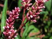 Renouée feuilles patience (Persicaria lapathifolia)