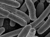 L'EXERCICE PHYSIQUE début configure microbiote Immunology Cell Biology