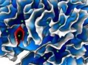 AUTISME: nouveau biomarqueur enfoui dans cortex Biological Psychiatry