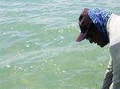 Ascension Permit Tournament