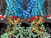 DOULEUR CHRONIQUE: L'espoir d'amadouer capteurs douleur Nature Structural Biology Molecular