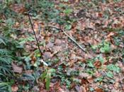 Zanthoxylum subtrifoliatum