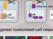 #Cell #capteurcellulaire #récepteursnotch #Notch #synNotch Construction capteurs cellulaire mesure comportements réponse l’aide récepteurs Notch synthétiques