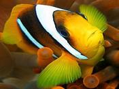 L'Autralie barrière Corail