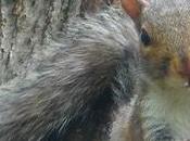 Ecureuil roux écureuil gris