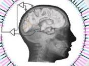CERVEAU: décodent signaux vitesse perception PLoS Computational Biology