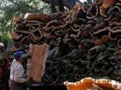 L’entreprise publique &quot;Jijel Liège Etanchéité&quot; l’exportation