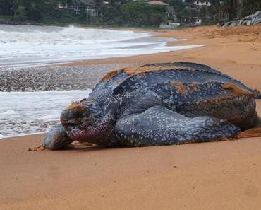 Les 10 choses que vous verrez uniquement en Guyane.