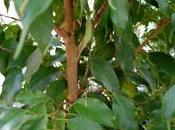 arbre d'intérieur: ficus benjamina (une plante verte facile culture)
