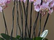 orchidée pour Valentin conseils conserver