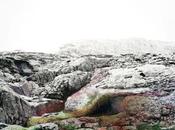 Iris Hutegger windstill, grün