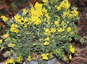 Genista tinctoria 'Porlock'