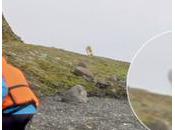 L'ours blanc caméra