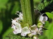 Lycope d'Europe (Lycopus europaeus)