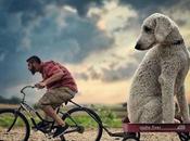 photographe avant chien dans images incroyables