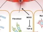 PLAIES OUVERTES POST-OP: gène fait cicatriser sans cicatrice Biophysical Society 60th Annual Meeting