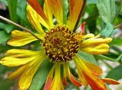Plante tinctoriale Coreopsis tinctoria (Coréopsis teinturiers)