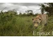 L’Afrique interdit chasse léopard