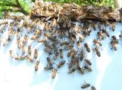 ministre l'agriculture doit défendre insectes pollinisateurs interdire définitivement néonicotinoïdes