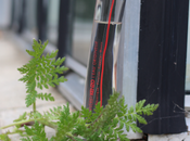 Flower Kenzo L’Eau Originelle