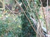 Golden Japan, va-t-il survivre