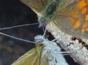 insectes Némusien, Ariane