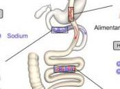 DIABÈTE: Sucré-salé, doux mélange éviter Réseau Cell Metabolism