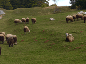 Crise l’élevage symptômes d’une Europe malade