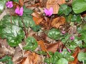 Cyclamen pseudibericum