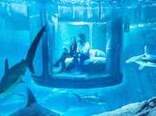 AIRBNB nuit milieu requins