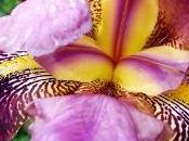 iris: bulbes fleurs spectaculaires