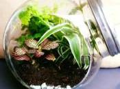 Tuto: terrarium végétal