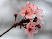 Nouvelle Sous cerisier fleur
