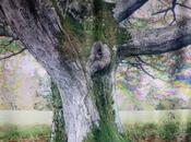 François Carbonnier Miroir l’âme