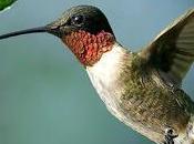 animaux peuvent voir slow-motion