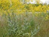 Isatis tinctoria fleur jaune avec feuilles gris-vert donne belle teinture bleue.