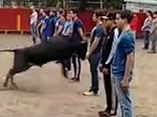 vidéo dangereuse d’un taureau face élèves regroupés dans arène