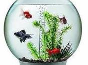 Flux migratoires transparence