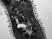 PROBIOTIQUES: Quel intérêt bonne santé? Genome Medicine