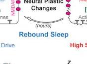 #cell #sommeil #plasticiténeuronale #circuitsneuronaux #patchclamp besoin sommeil codé changements dans plasticité d’un circuit spécialisé système nerveux