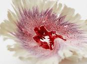 subtils paper design Haruka Misawa