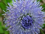 Globulaire (Globularia bisnagarica)