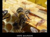 Divers abeilles
