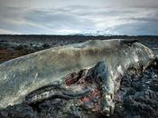 sons émis l’activité humaine tuent centaines baleines chaque année