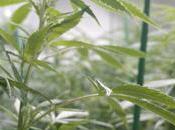 Légalisation cannabis quelles conséquences économiques